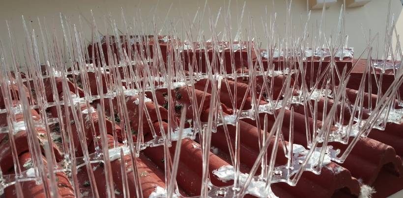 Bird Spikes & Pigeon Spikes In Bangalore | Call 9900007643 Service in Bangalore