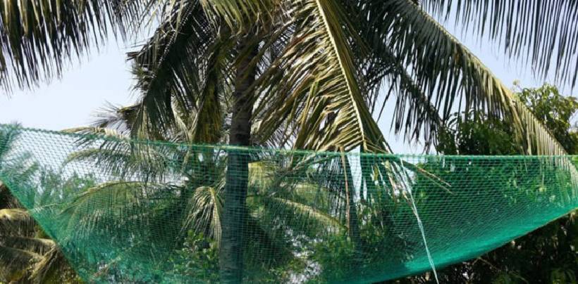 Coconut Tree Safety Nets Fixing | Call 9900007643 for Fall Arrest Nets Fixing