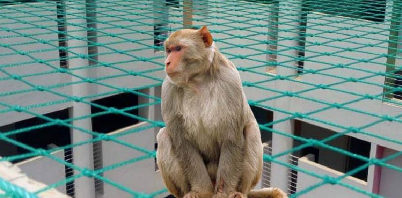 Monkey Safety Nets In Bangalore | Call 9900007643 For Net Fixing
